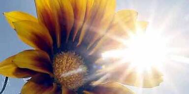 Kopie von Kopie von Sonnenblume