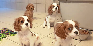 Weitere Schmuggel-Welpen nun zu haben