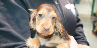 Welpe aus den F&auml;ngen der Tier-Mafia befreit