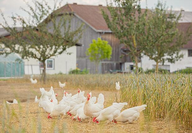 Das Spar-5-Punkte-Eierprogramm bewertet die Kriterien Tierschutz, Fütterung, Qualität, Hygiene und Herkunft.