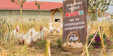 Spar belohnt &ouml;sterreichische Eier-Bauern
