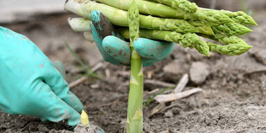 O&Ouml; ringt um Spargel-Erntehelfer