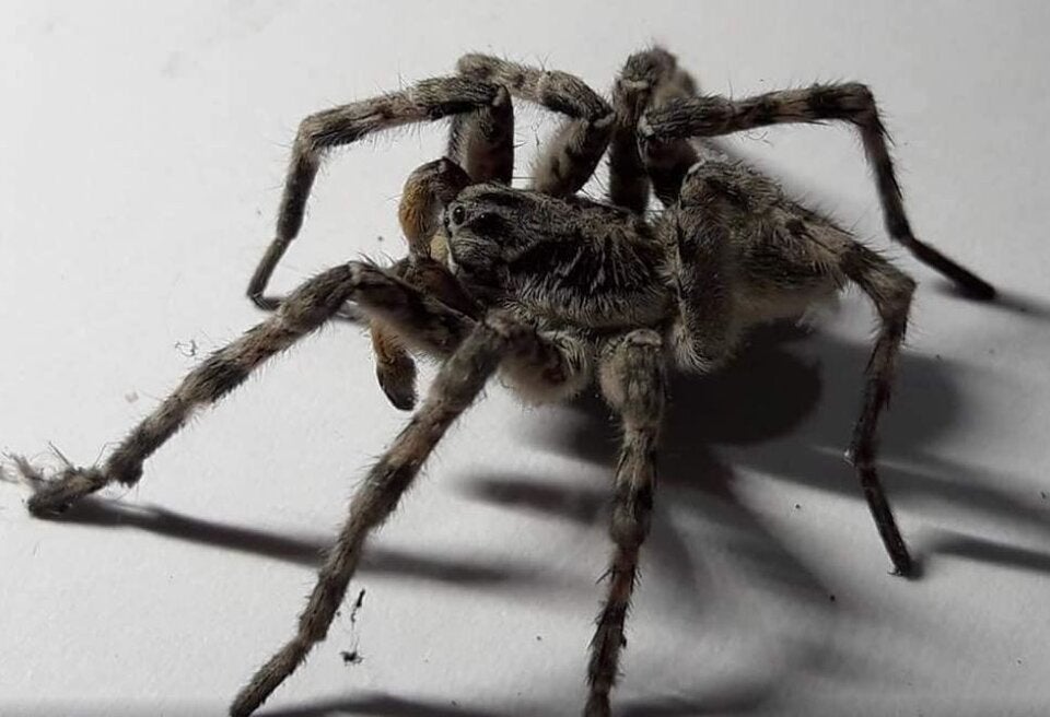 1. Fotos zeigen Taranteln in Österreich