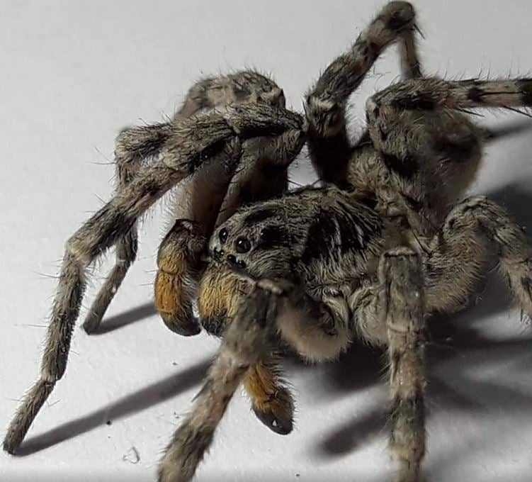 1. Fotos zeigen Taranteln in Österreich