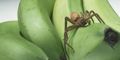 Spinne Bananen