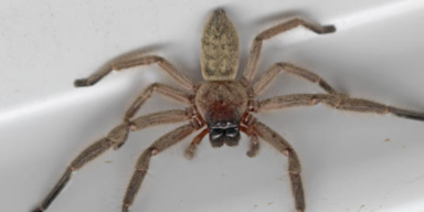 Riesige Spinne