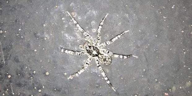 1. Fotos zeigen Taranteln in Österreich