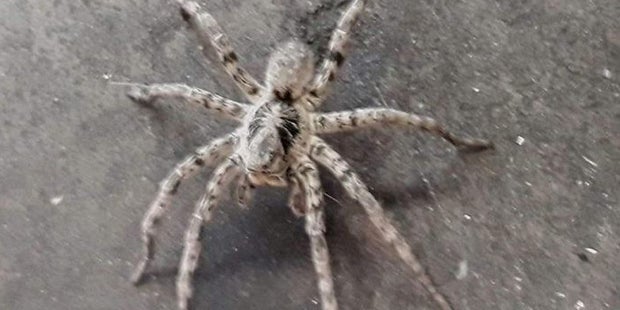 1. Fotos zeigen Taranteln in Österreich