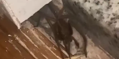 Kennedy News and Media