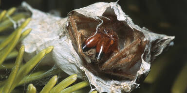 Ekel-Spinnen-Alarm in deutschem Supermarkt