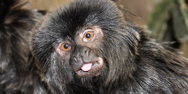 Neue Affenbande im Haus des Meeres