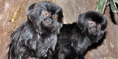 Neue Affenbande im Haus des Meeres