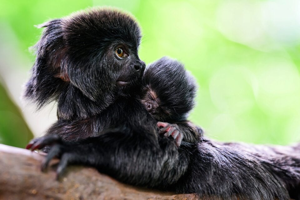 Haus des Meeres Springtamarine