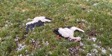Störche bei Hagel getötet