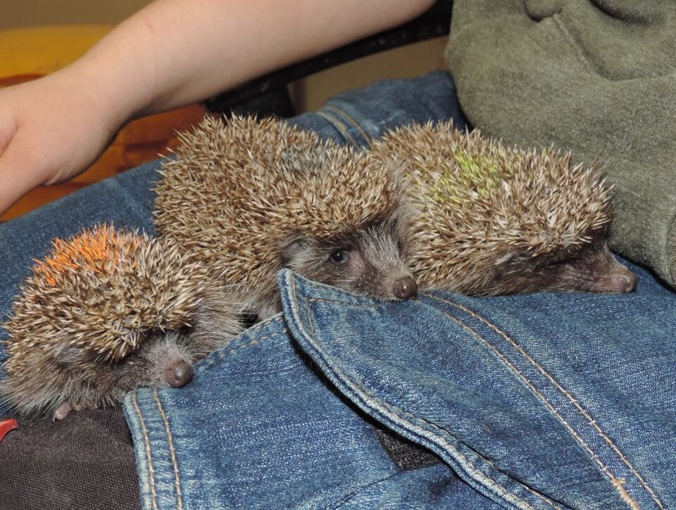 Drei süße Igelbabys werden liebevoll aufgepäppelt