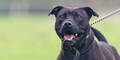 Staffordshire Bullterrier