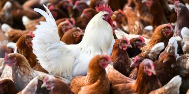 Vogelgrippe: Ab Samstag d&uuml;rfen Tiere wieder ins Freie