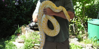 Paar fand Python bei Schwammerl-Suche