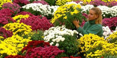 Stattliche und langlebige Gartenpflanzen