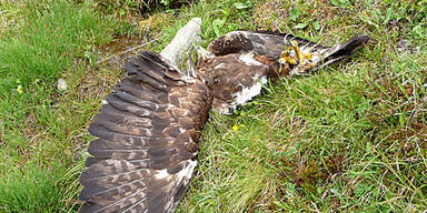 Gesch&uuml;tzter Steinadler in Tirol erschossen