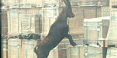 Steinbock w&uuml;tete auf Firmengel&auml;nde