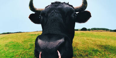 M&uuml;hlviertler von Stier an die Wand gedr&uuml;ckt und verletzt