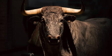 Stier entlaufen