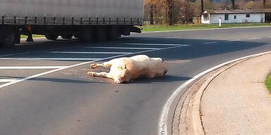 Dieser Stier lief Amok