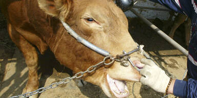 Wilder Stier sorgt f&uuml;r Polizei-Einsatz in Stadt Salzburg