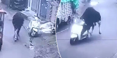 Spektakulärer Clip: Stier stiehlt Moped und flitzt davon