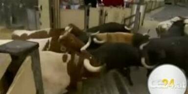 24 Verletzte bei Stierhatz in Pamplona