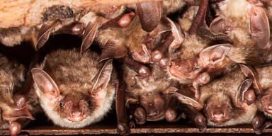 F&uuml;nfzig Flederm&auml;use besetzten Wohnung