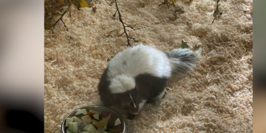 Stinktier.PNG