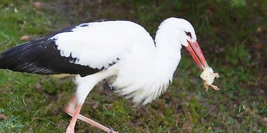 Tierhasser steinigten  Lieblingsstorch "Rudi"