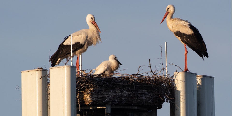 Storchenfamilie nistet sich auf 5G-Sender ein