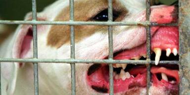 Streunerhunde killen 70-jährige