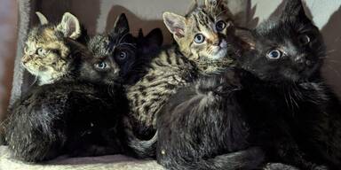 Streunerk&auml;tzchen - Tierschutz Austria