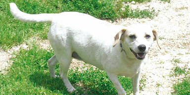 80 Tiere aus Messi-Haus befreit