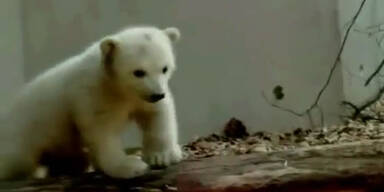 Knuts Halbschwester macht erste Schritte