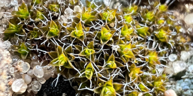 "Supermoos" k&ouml;nnte das Leben auf dem Mars erm&ouml;glichen