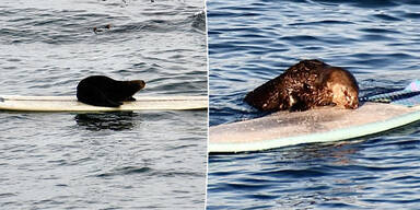 Strandg&auml;ste ratlos: Frecher Otter klaut st&auml;ndig Surfboards