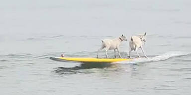 Ziegen gehen in Kalifornien Wellenreiten