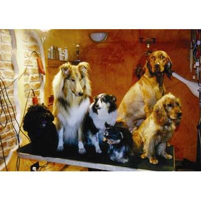 Alle lustigen Urlaubsfotos