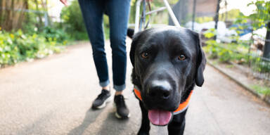 Symbolfoto - Assistenzhund f&uuml;hrt blinde Frau
