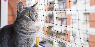 Symbolfoto Katze am Balkon