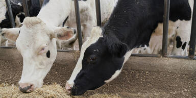 Symbolfoto_Unfall im Stall