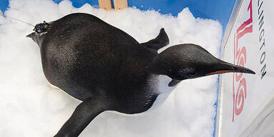 Happy Feet: Odyssee eines Kaiserpinguins