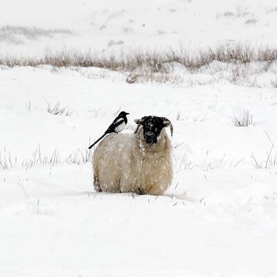 Europa versinkt im Schneechaos