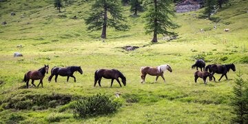 Ausblick aufs Raurisertal