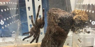 Taranteln Singapur Strafe